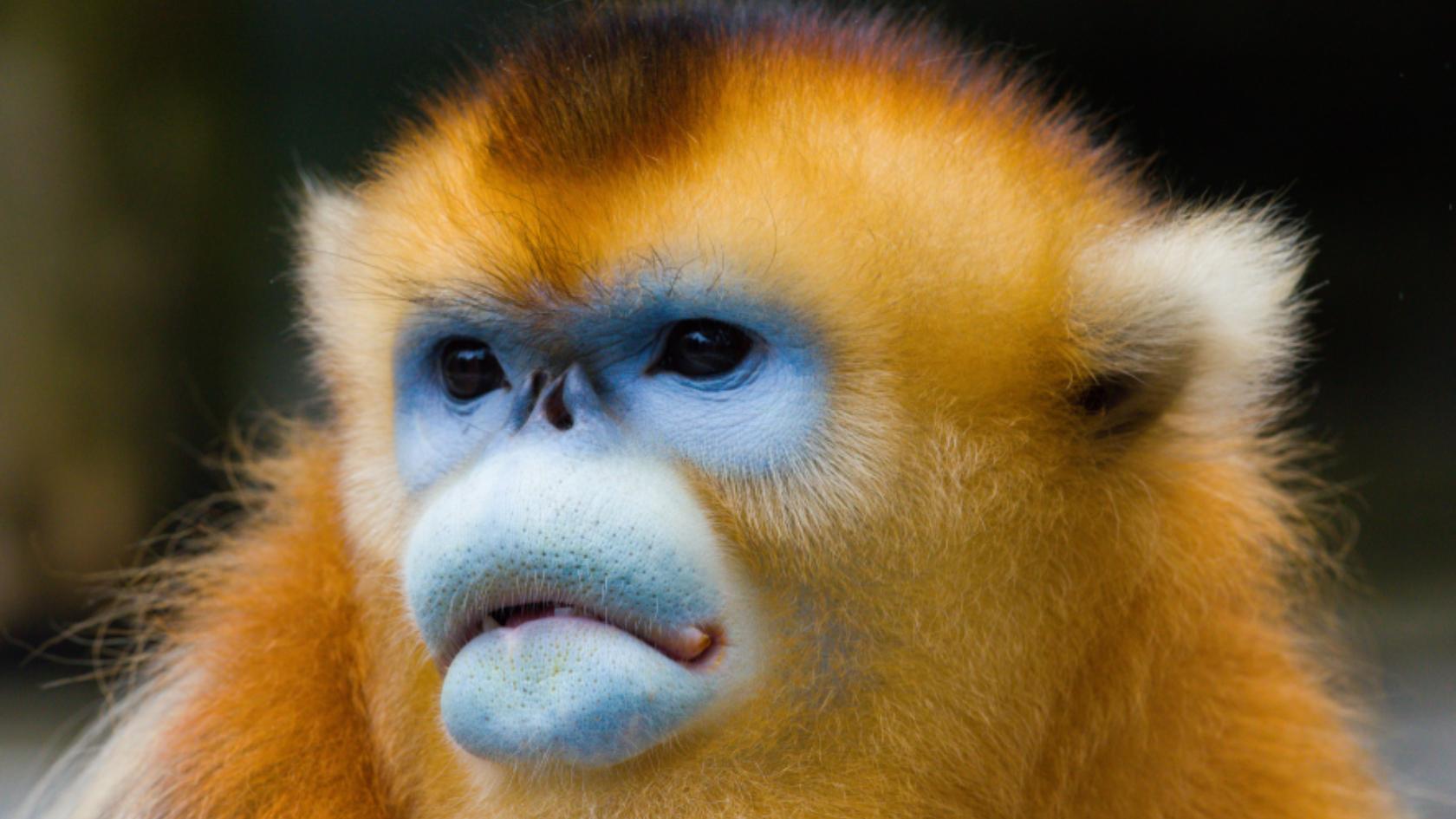 Golden snub-nosed monkey