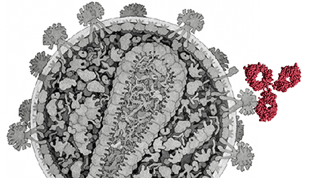 The illustration shows an HIV virus to which an antibody binds.