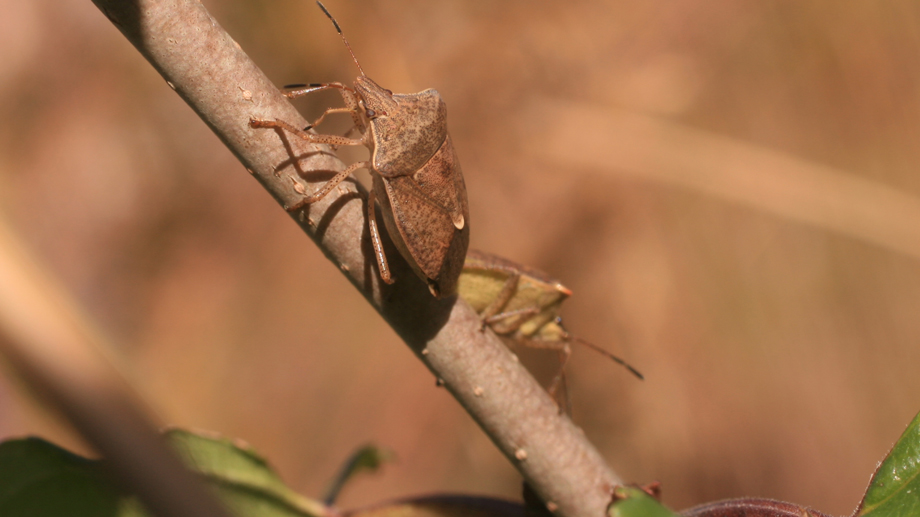 Die Baumwanze Podisus maculiventris (nrpphoto/istock)