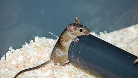 Picture of a house mouse in its barn