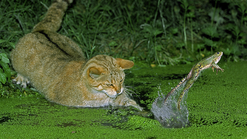 If the frogs have many enemies, the escape strategy is not very efficient. Instead, camouflage becomes more important. But even that does not always protect... 