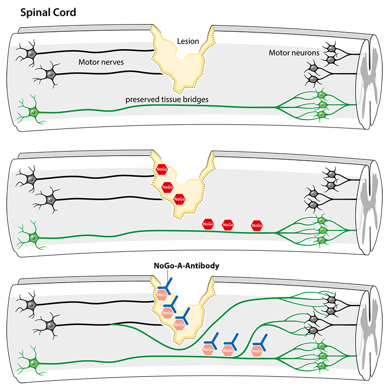 Schematic representation of nerve regeneration after anti-Nogo-A antibody therapy