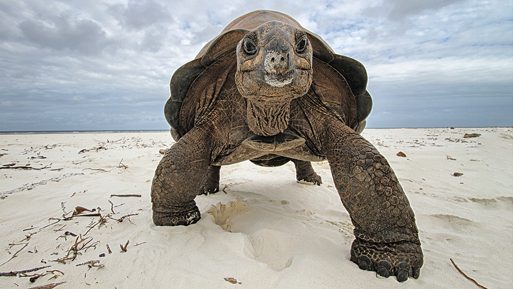 Schildkröte am Strand