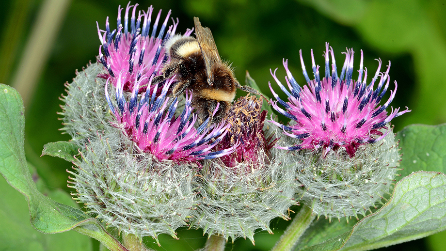 Eine Erdhummel auf einer Filzklette.