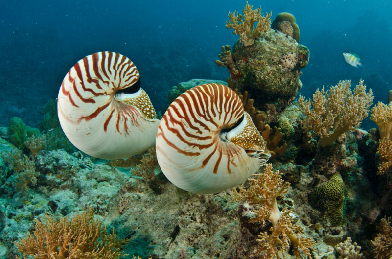 Das heute noch lebende Perlboot (Nautilus): Ein naher Verwandter der ausgestorbenen Ammonoideen.