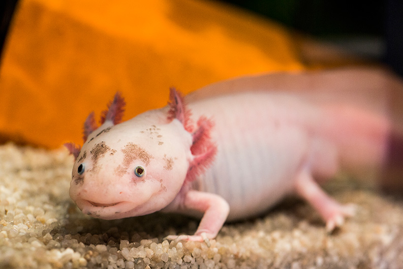 Der mexikanische Lurch Axolotl ist ein Meister der Regeneration. Wenn er ein Bein verliert, wächst innerhalb von Wochen ein neues nach. Er kann aber auch Teile des Herzens und sogar des Gehirns regenerieren.