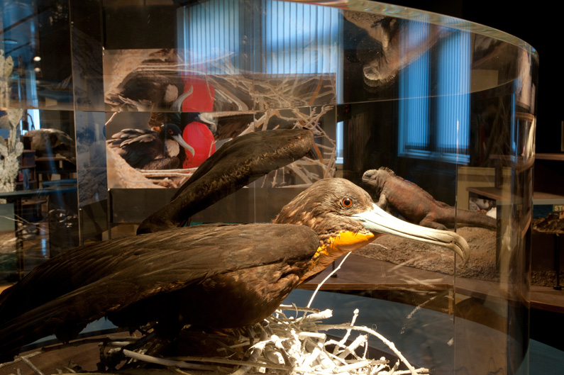 Der Herzschlag des brütenden Fregattvogels wird immer schneller, je näher man auf ihn zugeht.