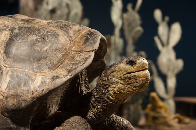 Den Riesenschildkröten verdanken die Inseln ihren Namen: als «Insulae de los Galopegos», «Schildkröteninseln», sind sie auf einer Karte von 1569 bezeichnet.