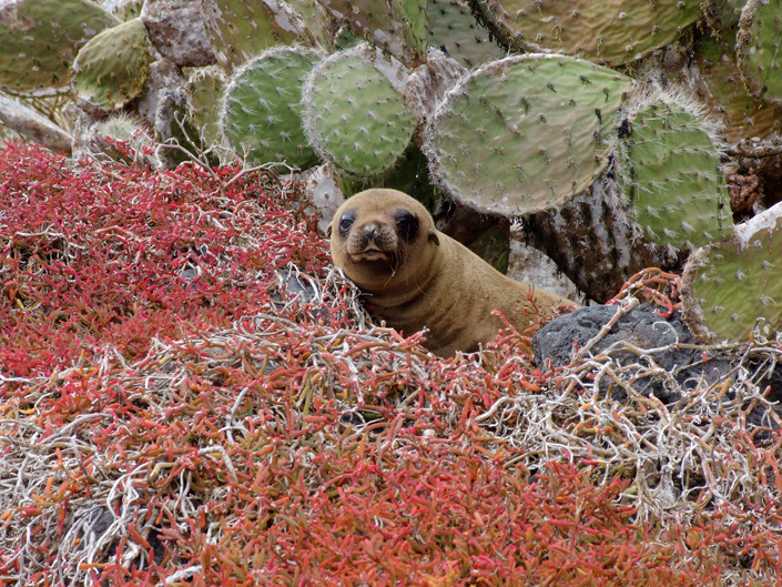 Der Galapagos-Seelöwe kommt nur auf dem Galapagos-Archipel vor.