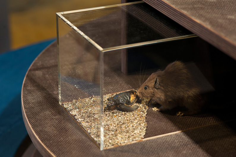 Eingeführte Ratten fressen junge Meeresschildkröten, aber auch Eier von Riesenschildkröten und Leguanen.