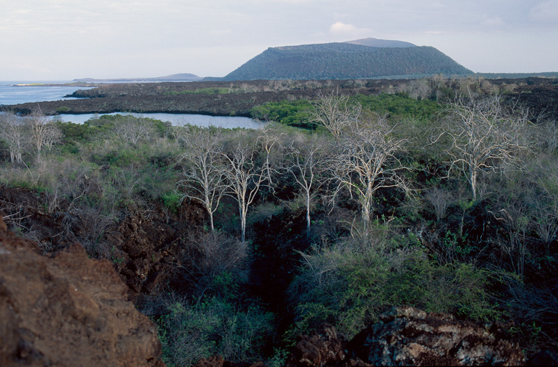 Palmenstrände sucht man vergebens – trotz der Lage in der tropischen Zone ist das Klima auf Galapagos sehr trocken.