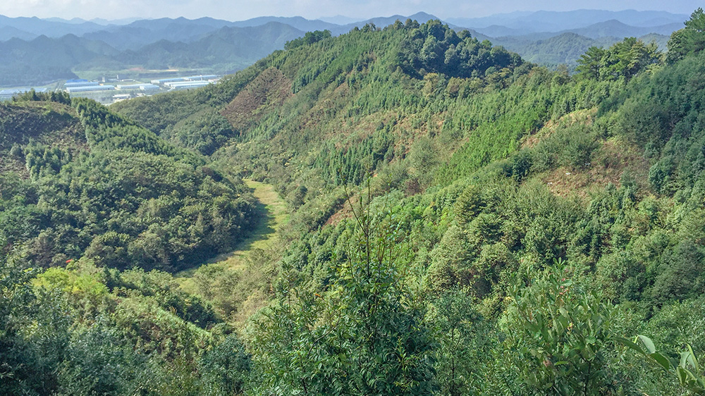 artenreicher Wald